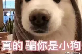 注意！今天起遛狗不栓绳就违法了图片