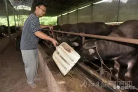 从“造飞机”到“当牛倌”！看这位内江小伙的“跨界”操作——图片