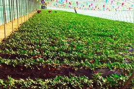 划归长春市代管！公主岭旅游大礼包送给你~图片