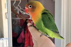 彩色鹦鹉跟黑白女友一见钟情，一次生下4只梦幻小鹦鹉，太可爱了图片