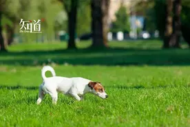 为什么狗永远改不了吃屎？图片