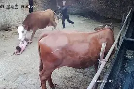 母牛分娩后疯狂冲撞4岁女童，追踩2人几十秒，一个常识被忽视图片