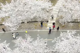 踏青赏春正当时！句容15万株樱花如云似雪图片