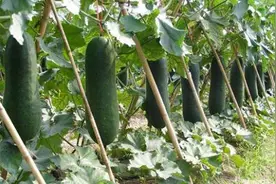 大棚春秋季马铃薯套种冬瓜栽培技术，加强田间管理，提高产量效益图片