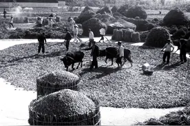 60年前，父亲用一头牛救了一村人，儿子却为何因此悔恨一生？图片