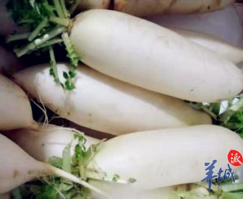 灵芝花胶的功效和作用 2026年灵芝花胶的功效和作用是什么