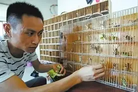 高材生辞职返乡10多个平米房间养蝈蝈，旺季轻松月入20万，有门道图片