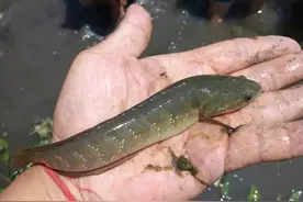 酷似泥鳅，也叫“七星鱼”，如今野生一斤100元，极其珍稀图片