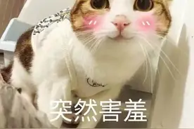 原耽之看梗猜书——白色手机?0.5，1.0，2.0指的啥?图片