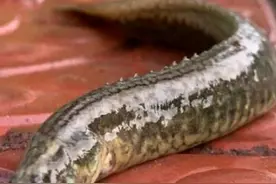 俗语“吃鱼要吃剪落酸，娶妻要娶大嘎吹”，剪落酸、大嘎吹是啥？图片