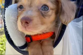 短腿小狗猛摇尾巴，咬鞋子吸引主人注意，可爱到让人无法拒绝图片