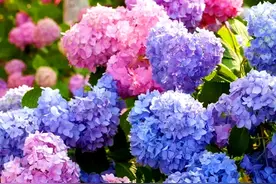 绣球无尽夏及无尽夏新娘图片