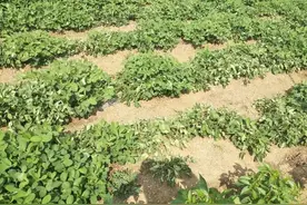 花生开花下针期，大量青枯是怎么回事？记住这3点，高产靠得住图片