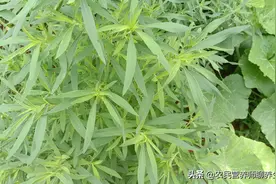 采一把路边扫帚菜用它煮水，没想到价值这么高，你知道吗？图片