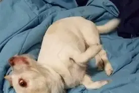 主人传了一只狗没人认识，它像牛又像羊，结果真想揭晓后，笑喷了图片