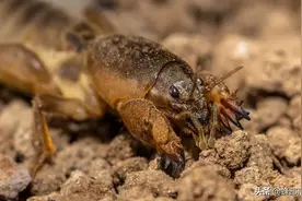 农村人土里人人喊打的害虫，实则是一味中药材，一斤可卖到95元图片