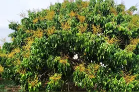 今年的龙眼将是个丰收年图片