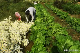 城里老人拿着退休工资，坐免费公交去农村“偷菜”，菜农叫苦不迭图片