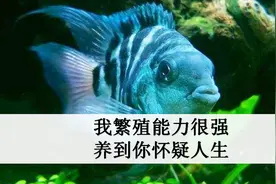 迷你鹦鹉鱼怎么繁殖怎么养？饲养繁殖全攻略，我把一切告诉你视频封面