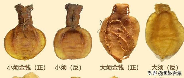 鳕鱼胶真假辨别图片大全 2026年鳕鱼胶的真假辨别