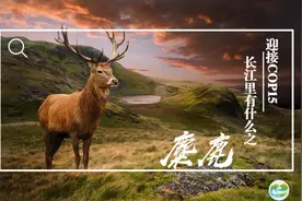 迎接COP15，保护生物多样性丨长江里有什么之“四不像”麋鹿图片