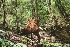 极其罕见！杭州余杭径山发现黑麂，发型太帅了，为什么这么稀缺？图片