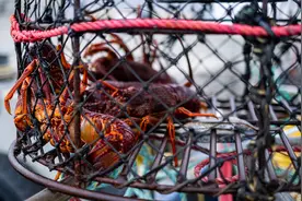 澳洲龙虾出口受阻后靠灰色渠道曲线重返中国，1500一只图片