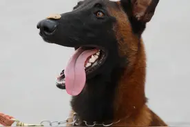 点击量800万+！中央政法委“中国长安网”直播我市淅川公安警犬“巴万”的一天日常图片