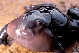 科学家发现新型青蛙，长着一副猪鼻子，生活在1.34亿年前