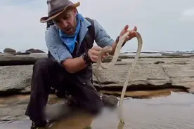 森叔深入潮汐池，遇到水中危险生物，真是吓死人不偿命图片