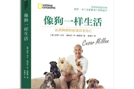 治愈系！《像狗一样生活》用狗狗的8种品质治愈你图片