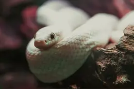 毒蛇最怕什么？在野外遇到毒蛇怎么办？我是这样做的图片