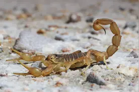 上千人组团抓蝎子，夜间滥捕没人“管”，贺兰山蝎子会灭绝吗？图片