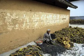 山民采蘑菇1斤卖到120元 供不应求 贫瘠的农村凭卖山货富了图片