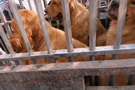 河南：老伴生病，爱狗大爷无奈卖掉一车金毛，狗贩：当肉卖可惜了图片