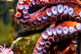 章鱼拥有三个大脑？《方舟：创世》的太空生物更夸张图片