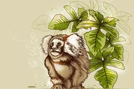 潮汕猴文化图片