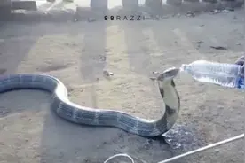 国家二级！眼镜王蛇到底有多厉害？3大天敌不怕蛇毒，手撕王蛇图片