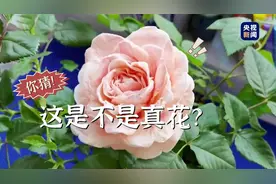高手在民间！女子卫生纸造花超逼真图片