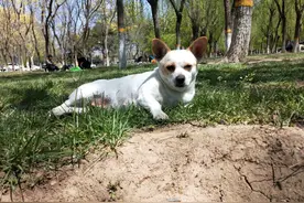 我本一俗人图片