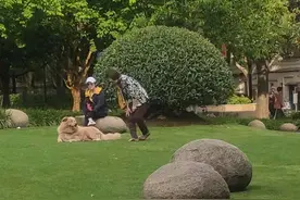 出门遛狗 勿忘给爱犬佩戴“小小犬牌”图片