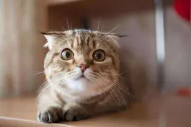 会让猫咪感到害怕的7件事，你有做过吗？图片