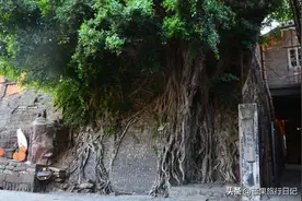 广东发现一百年古树，长在1300°古窑旁，越烧柴火树叶越茂盛图片
