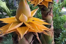 命里“多金”的5种花，寓意好又贵气，家里养一盆，带来好运气图片