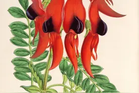 沙漠豌豆养护全记录，园艺大神来教你养花图片