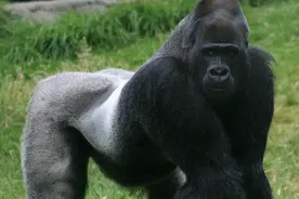 大猩猩吃素，为什么可以保持完美肌肉？人类却不行？图片