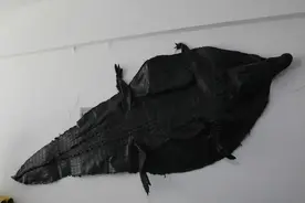 在？或许你想来块鳄鱼肉吗？图片