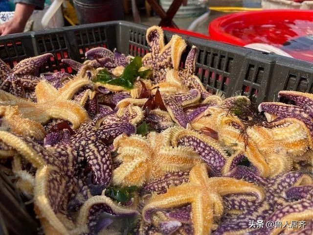 海星花胶的功效与作用及食用方法 2026年海星花胶的功效与作用及食用方