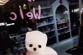 从生理学的角度给你介绍宠物狗，让你更了解它！图片