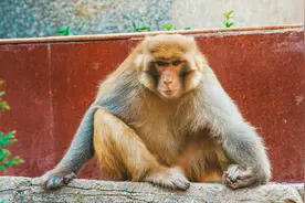 五龙口“守猴人”：祖孙三代与猴为伍，掌管16个猴群，寂寞而快乐图片